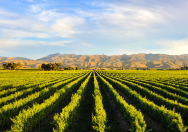 Image of an rural area with a wineyard