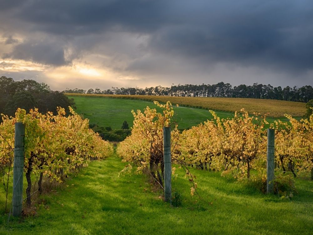 澳大利亚宏观服务