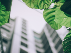 From Scenarios to Strategy: Navigating Australia’s Sustainability Reporting Journey