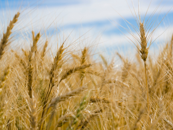 Wheat