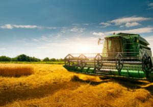 Wheat prices soften in 2024, but risks tilted to the upside