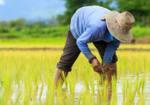 Climate Change and Food Prices in Southeast Asia: 2024 Update