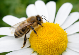 To bee or not to bee—a small insect’s place in the world economy