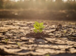 Too Little Too Late – A high transition and physical risk scenario