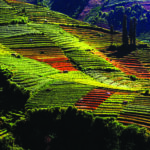 From Farm to Table: The Indonesian Agri-Food Economy in 2025 and the Road to Competitiveness